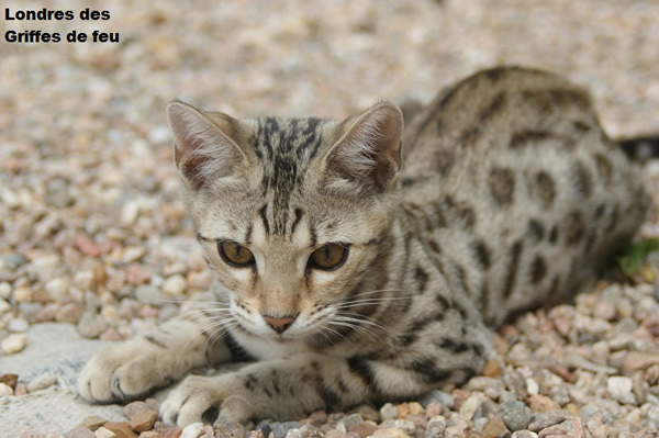 femelle brown spotted